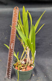 Recchara Aruba Sunshine x Brassavola nodosa (4"p)