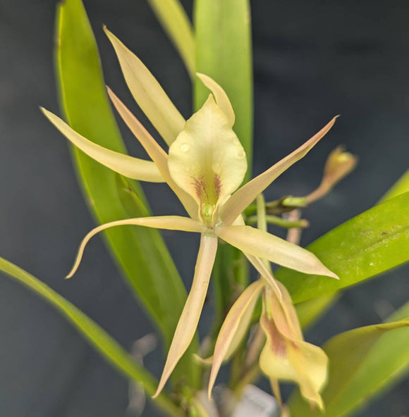 Recchara Aruba Sunshine x Brassavola nodosa (4