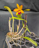 Lc. Graf's Girl (4"p)<br> (Lc. Trick or Treat x Lc. Llory Ann Paradise)