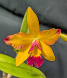Lc. Graf's Girl (4"p)<br> (Lc. Trick or Treat x Lc. Llory Ann Paradise)