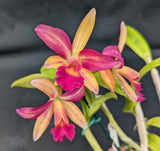 Lc. Graf's Girl (4"p)<br> (Lc. Trick or Treat x Lc. Llory Ann Paradise)