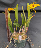 Blc. Sedona's Surprise (5"p) <br>(Pot Caesars Head x B nodosa)