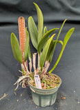 Blc. Sedona's Surprise (5"p) <br>(Pot Caesars Head x B nodosa)