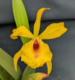Blc. Sedona's Surprise (5"p) <br>(Pot Caesars Head x B nodosa)