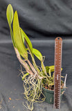 Rth. Sedona's Sunset 'Moon' (5"p) <br>(Ctt. Netrasiri Waxy x Rlc. Goldenzelle)