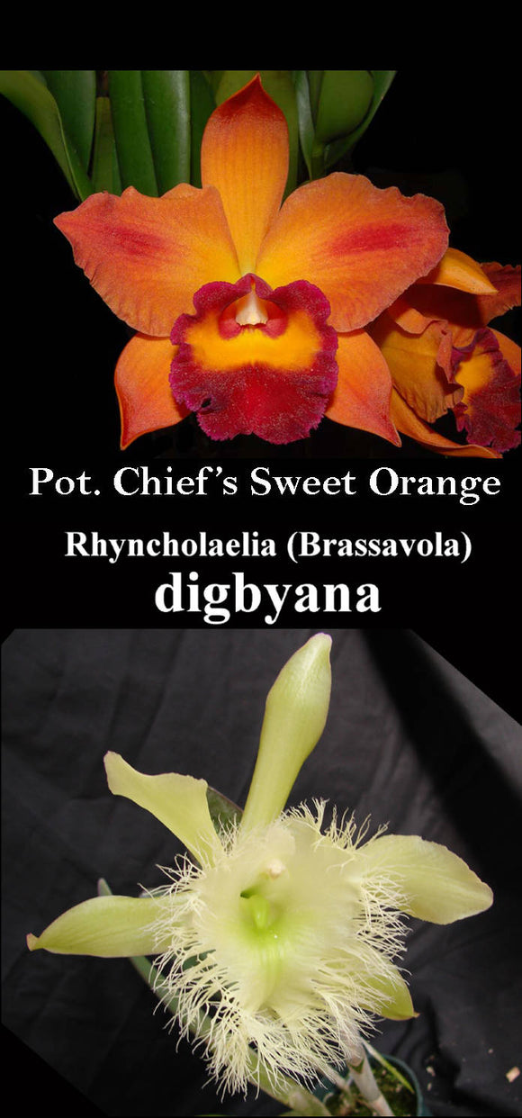 Pot. Chief Sweet Orange x Rhyncholaelia. digbyana (2
