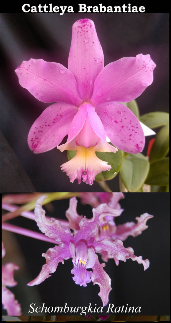 Cattleya Brabantiae x Schomburgkia Ratina (2