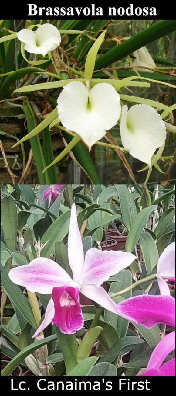 B. nodosa x Lc. Canaima's First semi alba (2