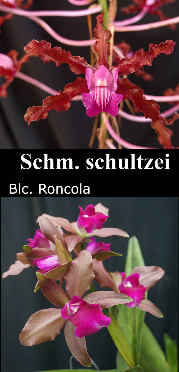 Sch. Schultzii x Lc. Roncola (2