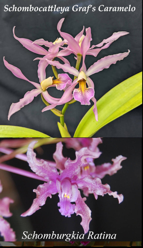 Schombocattleya Graf's Caramelo x Schomburgkia Ratina (2