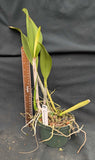 Lc. Miss Wonderful 'Imperialis' AM/AOS (5"p)