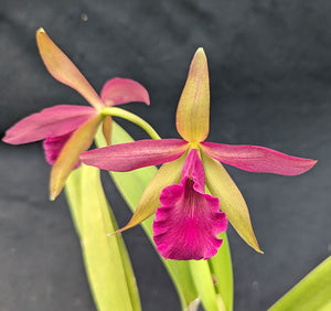 Rbl. Playa siesta Key (4"p)<br> (Pot. Susan Fender x B. nodosa)