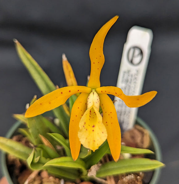 Blc. Graf's Canario <br> Blc. Golden Glory 'New Horizon' x B. cordata  (2