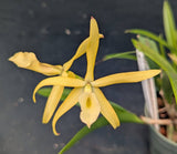 Blc. Graf's Canario (4"p)<br> (Blc. Golden Glory 'New Horizon' x B. cordata)