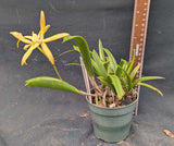 Blc. Graf's Canario (4"p)<br> (Blc. Golden Glory 'New Horizon' x B. cordata)