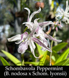 Bl. Peppermint (2" p)<br> (Brassavola nodosa x Schomburgkia lyonsii)