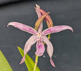 Bl. Peppermint (4" p)<br> (Brassavola nodosa x Schomburgkia lyonsii)
