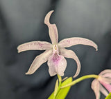 Bl. Peppermint (2" p)<br> (Brassavola nodosa x Schomburgkia lyonsii)