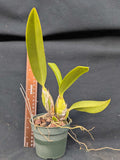 Schomburgkia undulata 'Rafita' x 'Mirtha La Negra' (4"p)