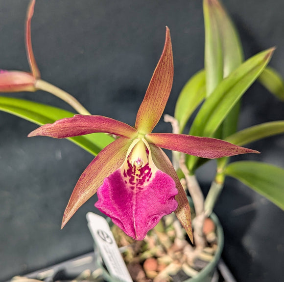 Bc. Roman Holiday (4