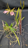 Bc. Hippodamia 'Tina' (BR) <br>(Cattleya aclandiae x Brassavola nodosa)