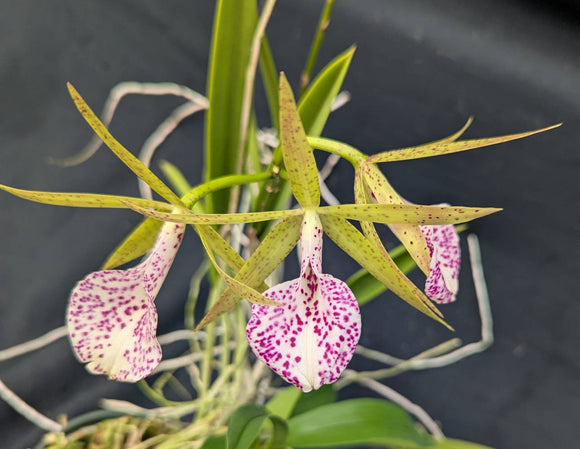 Bc. Hippodamia 'Tina' (BR) <br>(Cattleya aclandiae x Brassavola nodosa)