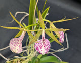Bc. Hippodamia 'Tina' (BR) <br>(Cattleya aclandiae x Brassavola nodosa)
