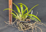 Schomburgkia lueddemanii ('Oscura' x 'La Orquidea') (4"b)