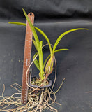 Schomburgkia lueddemanii ('Oscura' x 'La Orquidea') (4"b)