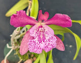 Bct. Playa Colorada (2"p)<br> Blc. Booth Lee 'Venice' x C. aclandiae