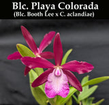 Bct. Playa Colorada (2"p)<br> Blc. Booth Lee 'Venice' x C. aclandiae