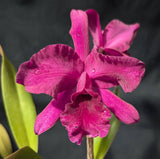 Potinara Amanda Romero (5"p) <br> (Slc. Naomi Kerns x Blc. Purple Ruby)
