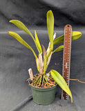 Potinara Amanda Romero (5"p) <br> (Slc. Naomi Kerns x Blc. Purple Ruby)