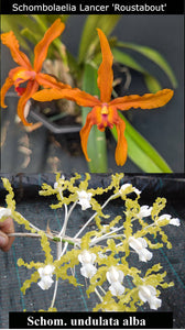 Lc. Graf's Oxidado <br> (Schcat. Lance 'Rustabout' x Sch. undulata alba 'Graf's Emerald' AM/AOS (4")