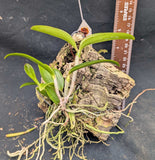 Cattleya porphyroglossa  (mounted)