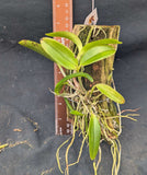 Cattleya porphyroglossa  (mounted)