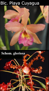 Blc. Playa Cuyagua x Sch. crispa 'Sedona' (2")