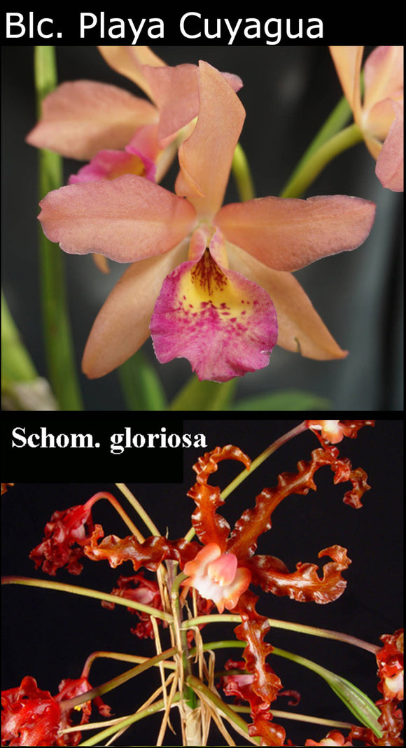 Blc. Playa Cuyagua x Sch. crispa 'Sedona' (2