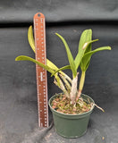 Pot Roy's Magic 'Carmela' (5"p)