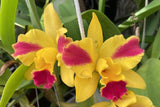 Pot Roy's Magic 'Carmela' (5"p)