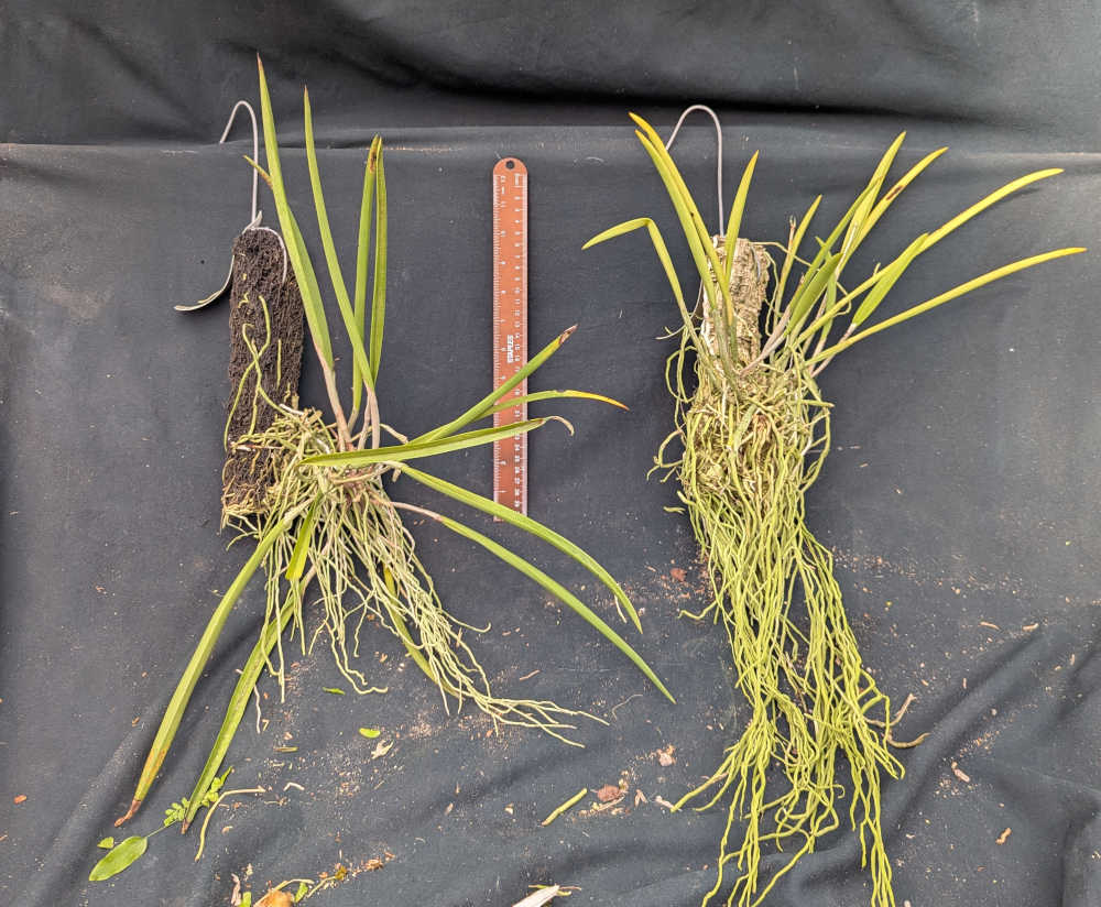 Laelia tenebrosa x Brassavola Yaki (m) – Plantio La Orquidea