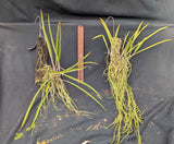 Laelia tenebrosa x Brassavola Yaki (m)