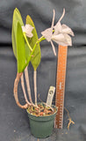 Bc. Aka's Angel  (4"p) <br> (C. Hawaiiann Wedding Song x B. nodosa)
