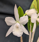 Bc. Aka's Angel  (4"p) <br> (C. Hawaiiann Wedding Song x B. nodosa)