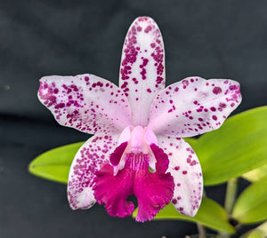 C. interglossa 'Exotic Orchid's' AM/AOS Meristem (4"p)