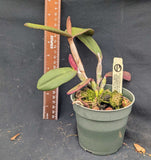 Cattleya schilleriana 'Valley Isle' x self (4"p)