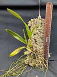 Sch. undulata alba 'Graf's Emerald' AM/AOS x self  (M)