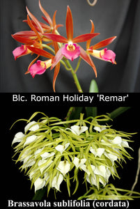 Blc. Roman Holiday 'Remar' x B. cordata 'Muchas Flores' (2"p)