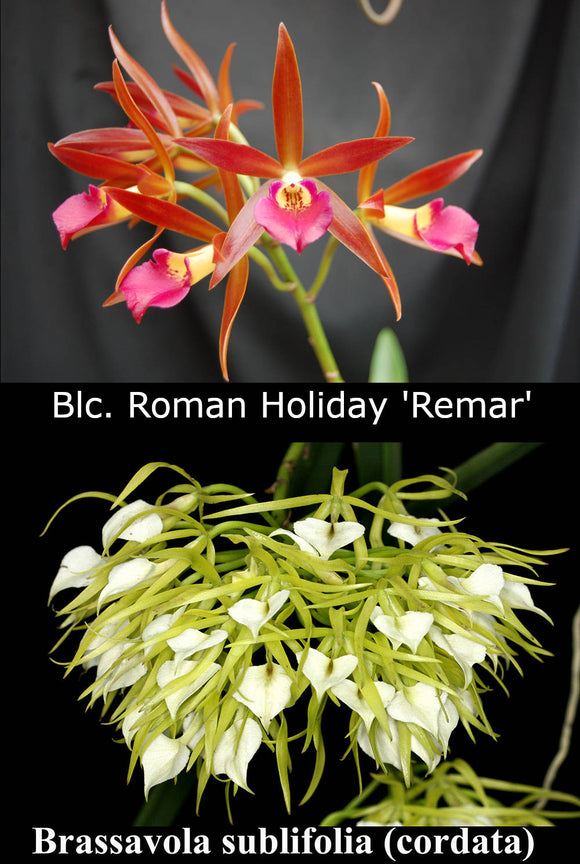 Blc. Roman Holiday 'Remar' x B. cordata 'Muchas Flores' (2