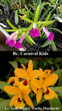 Blc. Playa Cape Cod (4"p) <br> Bc. Carnival Kids 'Green Gem' x Lc. Gold Digger 'Fuchs Mandarin' (4" p)